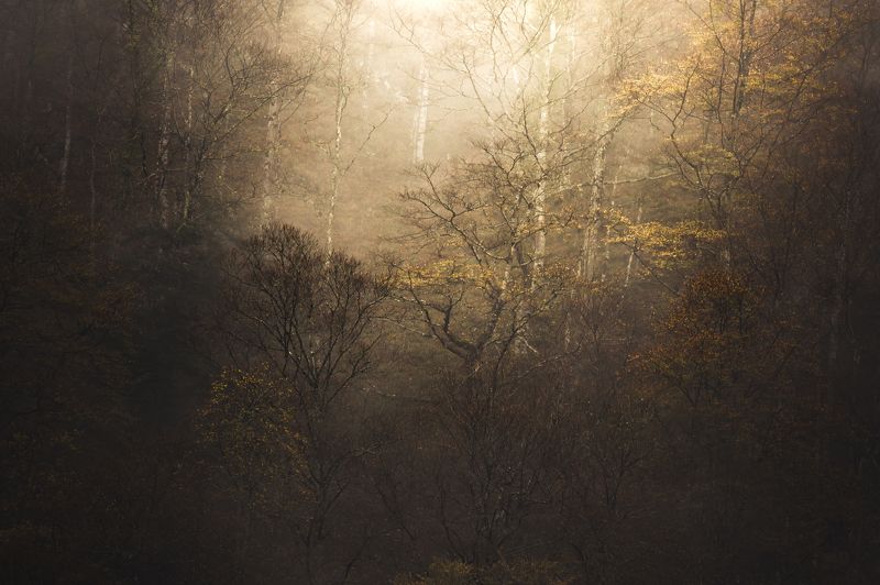 nature, landscapes, nature photography, autumn, forest, fall, trees, tolkien, lord of the rings, twin peaks, hell, flames Fire Walk With Mephoto preview