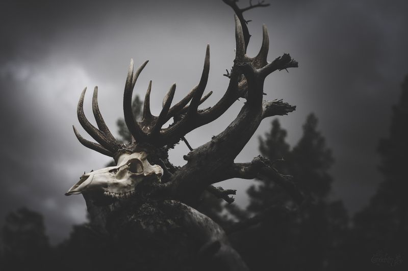 nature, death, skull, celtic mythology, deer, bones, pagan, cult of luna Cernunnos Pathphoto preview