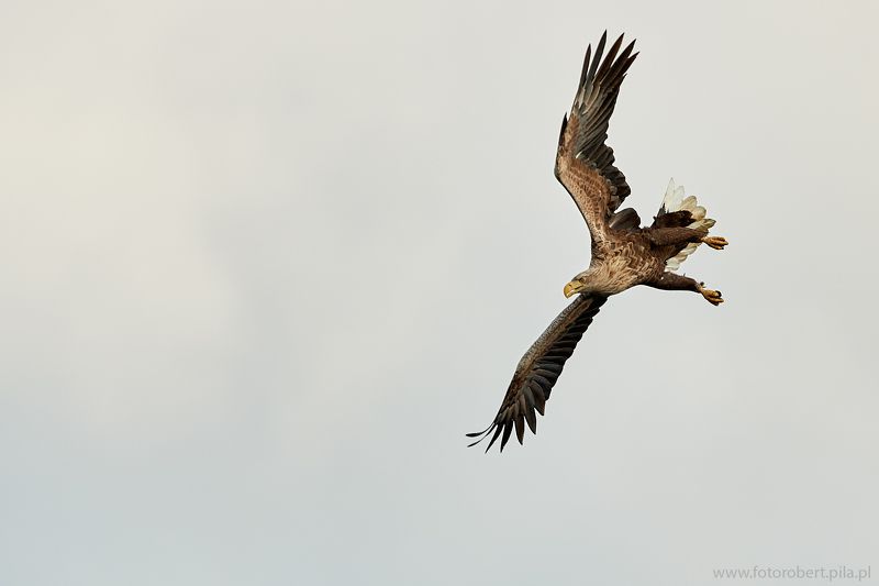 Орел в полете Орел в полетеphoto preview