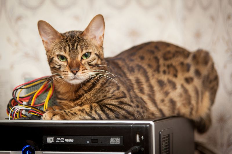 mr.filler ***photo preview