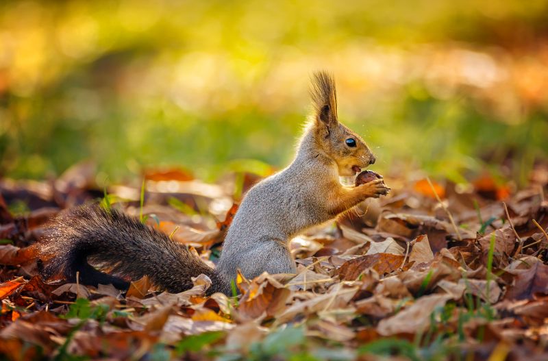 Лакомый кусочекphoto preview
