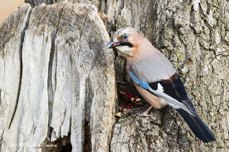 Сойкаphoto preview