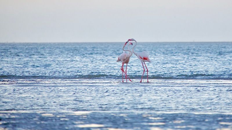 фламинго фото превью