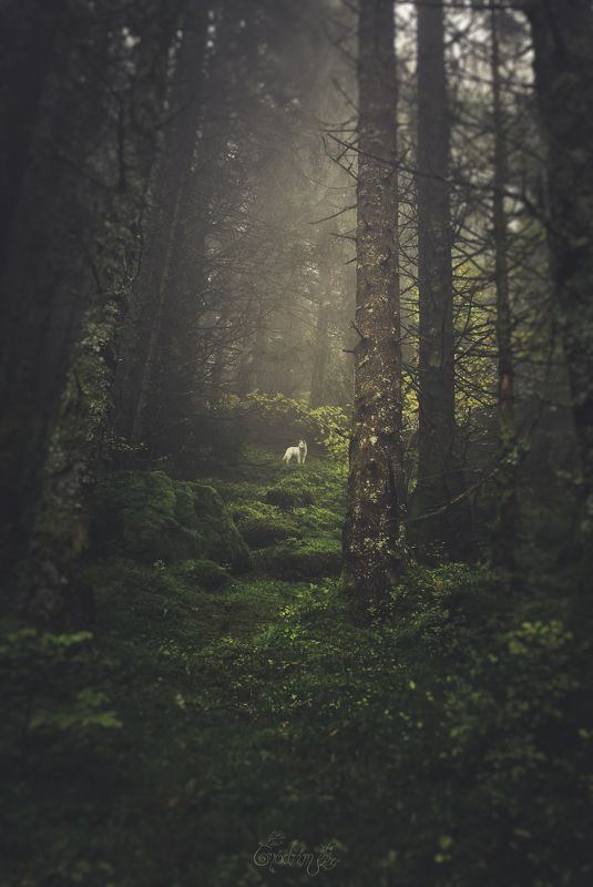 nature, forest, dogs, wolf, nature photographe, landscapes, france, alps, mist, pagan, soul, escape, trees, fog Moro No Kimiphoto preview
