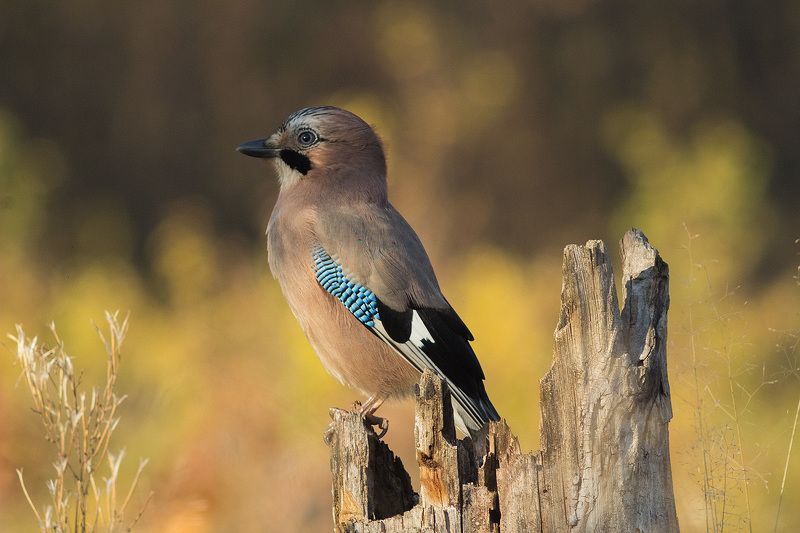 Сойкаphoto preview