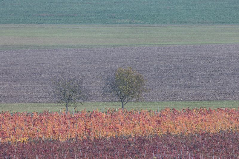 южная моравия, виноград, осень Виноградная акварельphoto preview