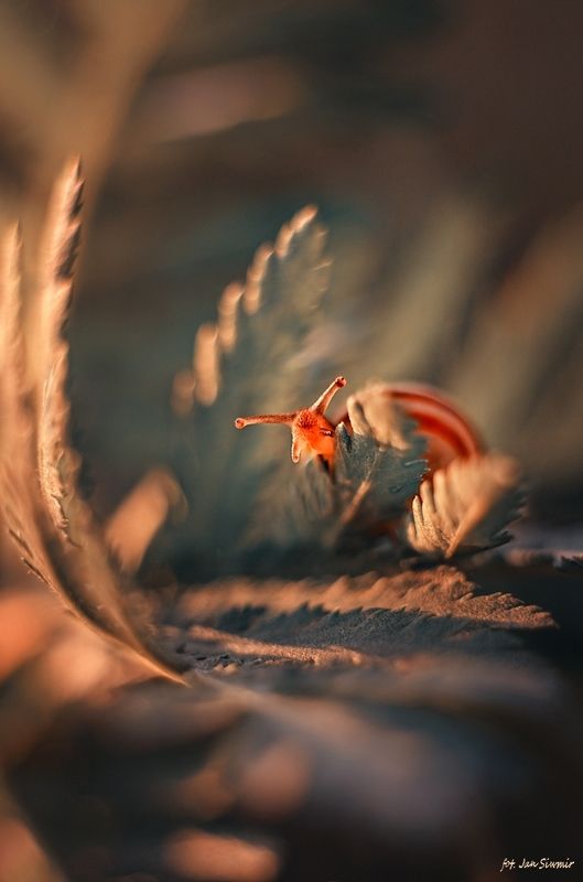 snail, jupiter, Peekaboo!photo preview