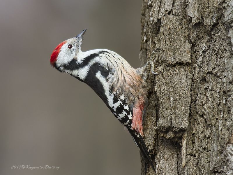 Средний пёстрый дятелphoto preview