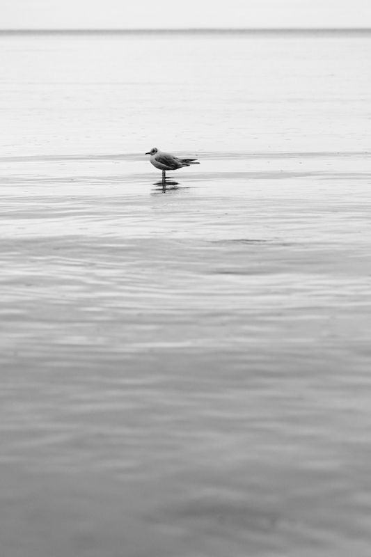 Чайкаphoto preview