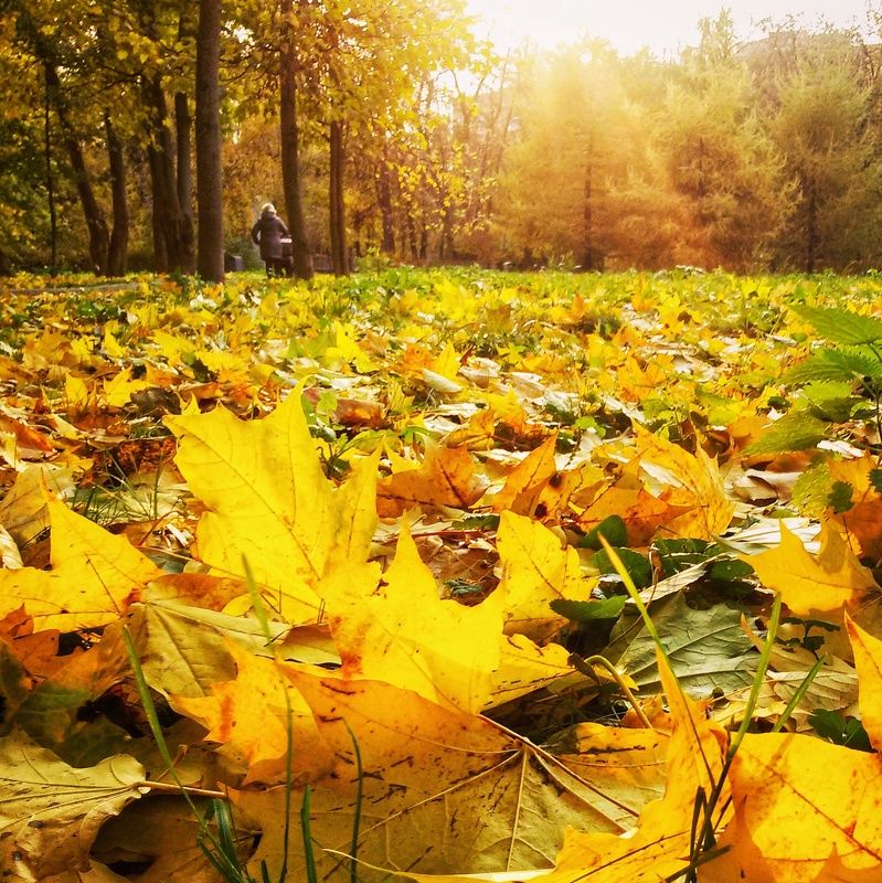 autumn leavesphoto preview