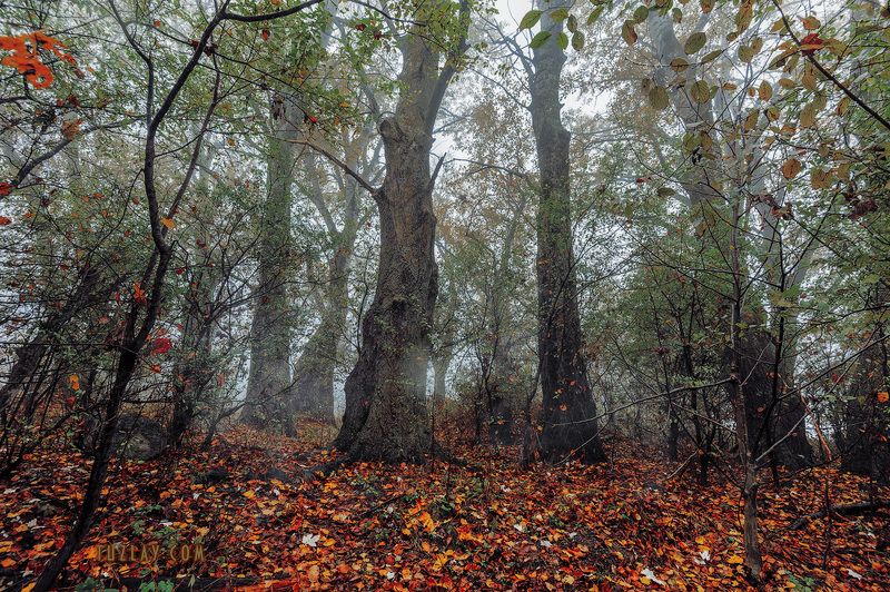 кубань, ноябрь, кубанские туманы, таманский полуостров, темрюк Где то на берегу Кубани...photo preview