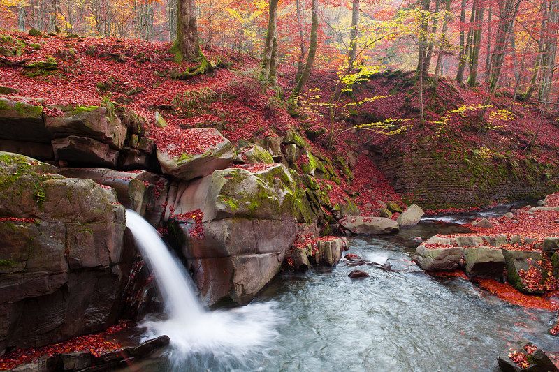 Чарівний ліс фото превью
