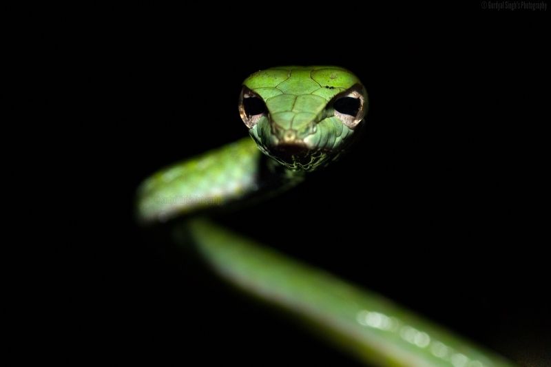 Gurdyal Singh\'s Profilephoto preview