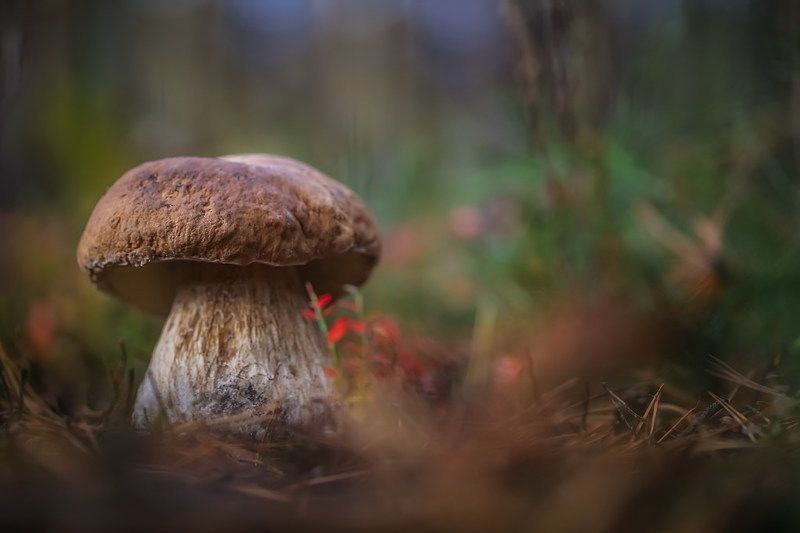 Важныйphoto preview