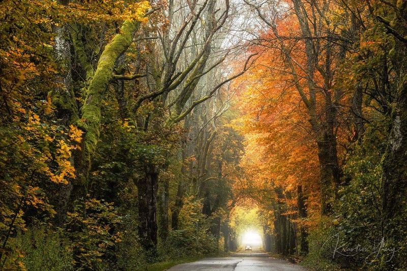 Дороги Куршской Косыphoto preview