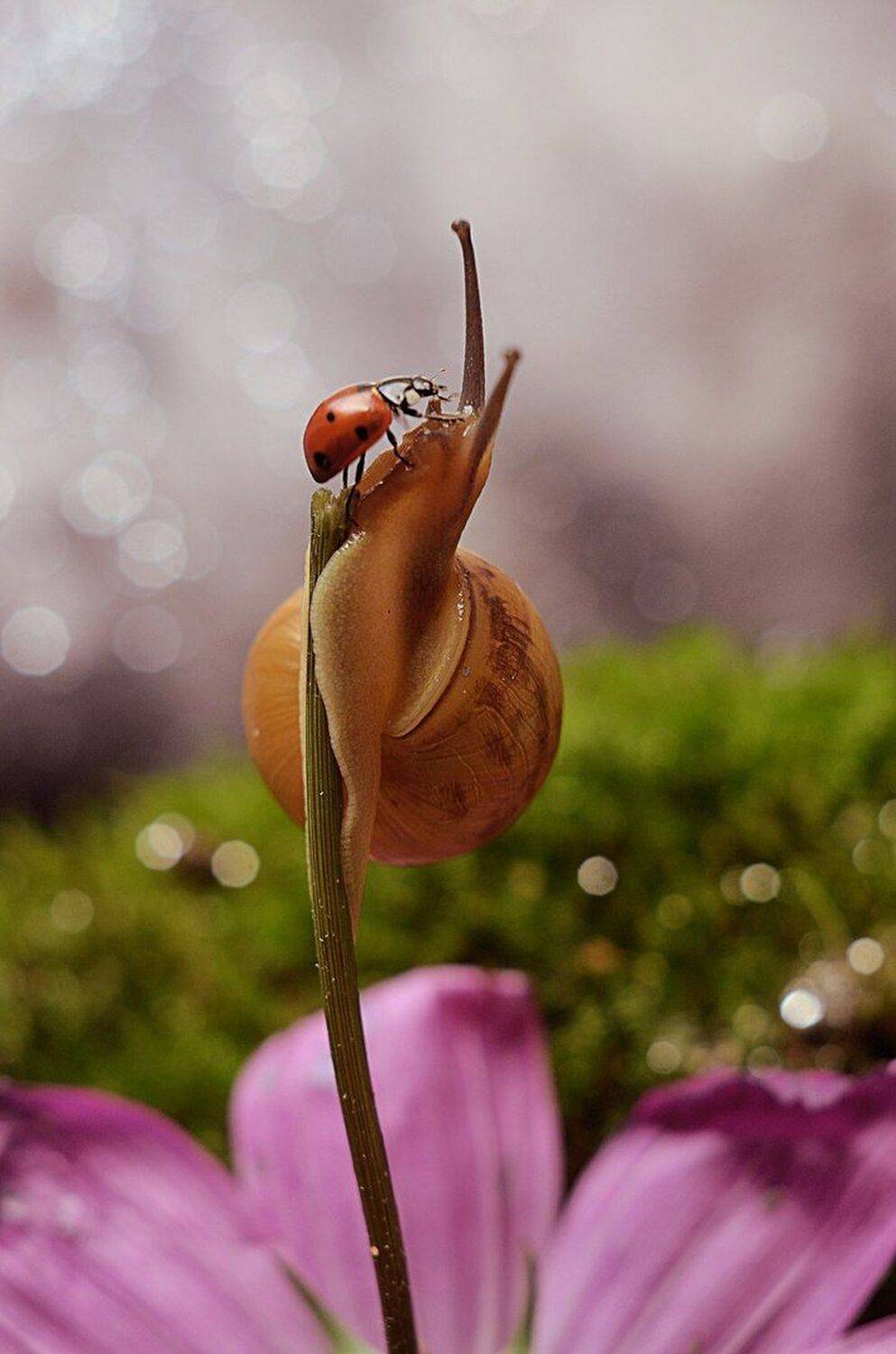 , Лапшина Владлена