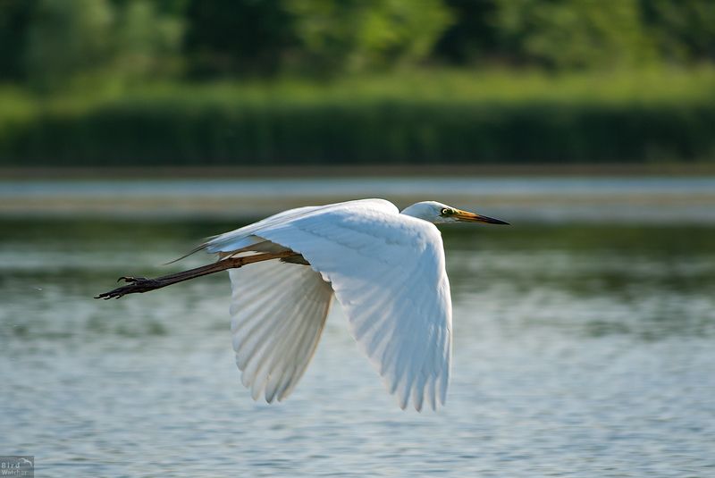 Ardea alba, birds, bird, river Ardea albaphoto preview