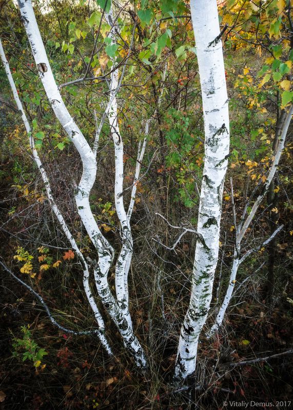 береза, березы, белый, осень, контраст, линии Березкиphoto preview