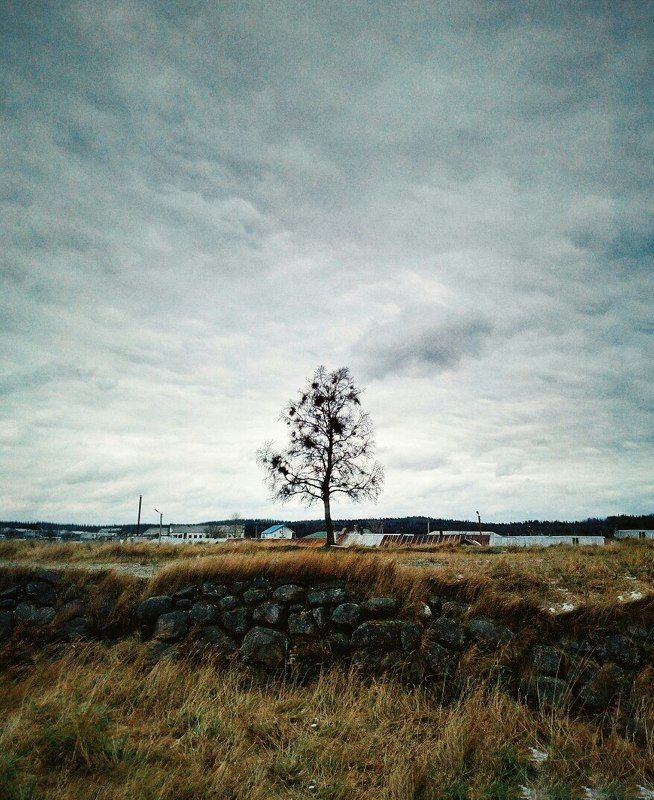 #trave #красота #природа #путешествия #утро #красивыеместа #рассвет #discovery #World #dream #moments #моментыжизни #путешествие #beauty #живаяпланета #красивыйвид #красивыеместа #travelerbest #пейзажи #мирвокругнас#вокругсвета #openworld #соловки #россия Древо жизниphoto preview