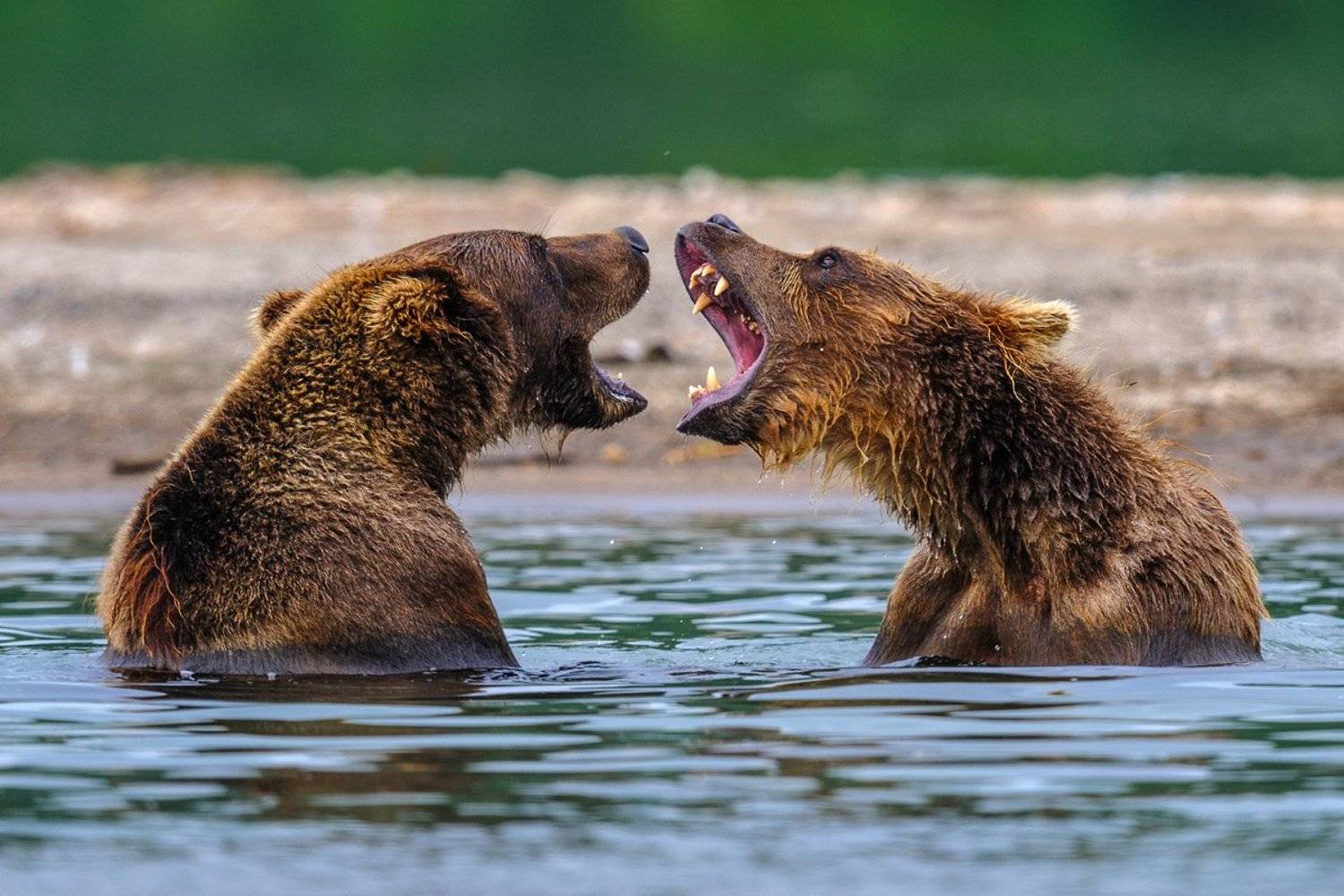 Я вам спою !. Автор: Сергей Иванов , Сергей Иванов