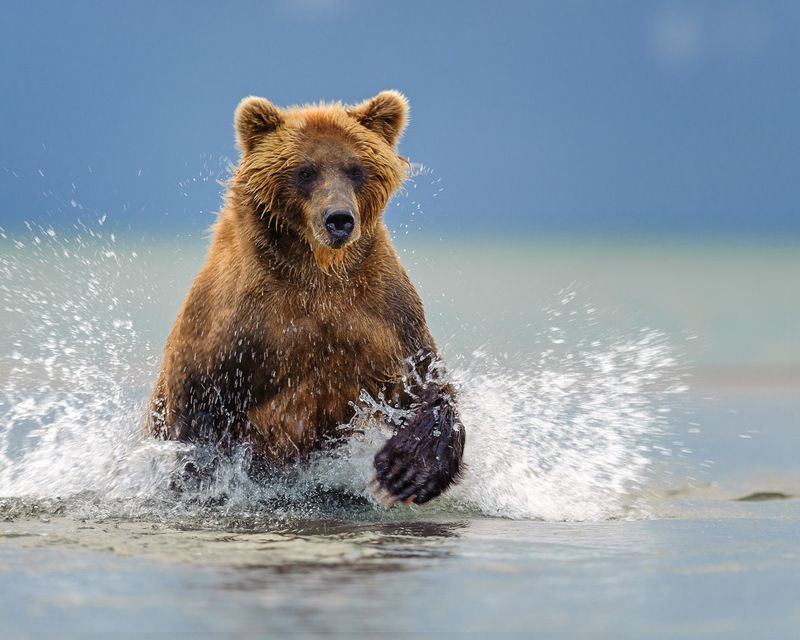 Азартphoto preview