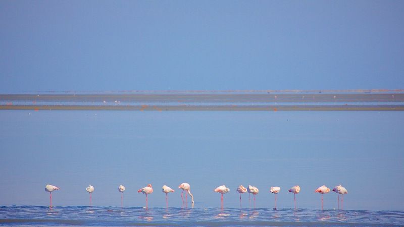 р о з о в ы е птицы фото превью