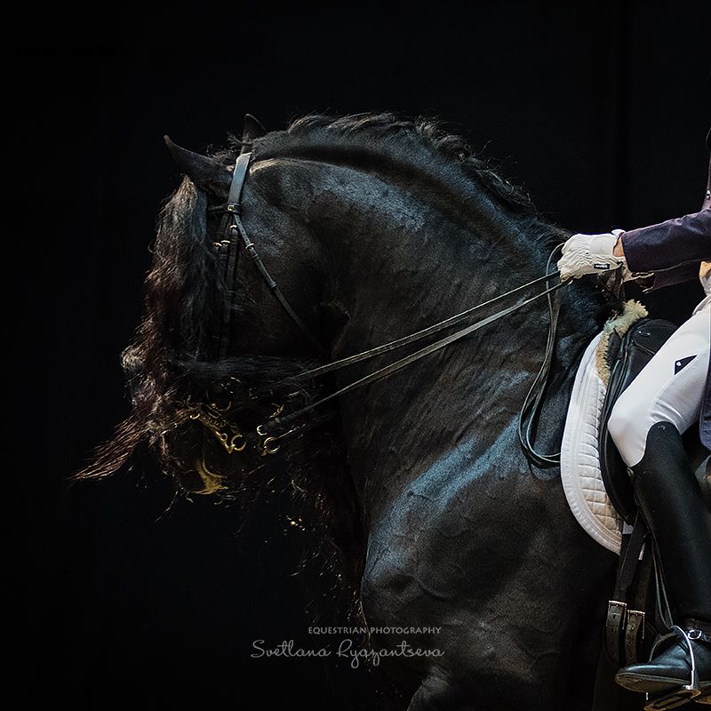 horse, лошадь, лошади, details ***photo preview