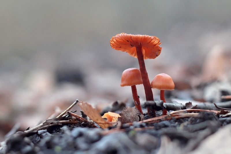 Ноябрьские грибочки.photo preview