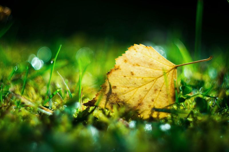 Осеннее утроphoto preview