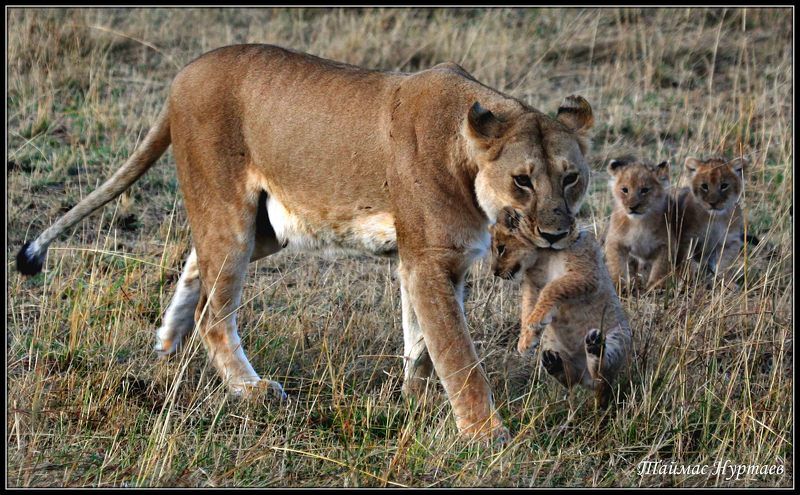 дети ДЕТИ ВЕЛИКОЙ   АФРИКАНСКОЙ САВАННЫphoto preview