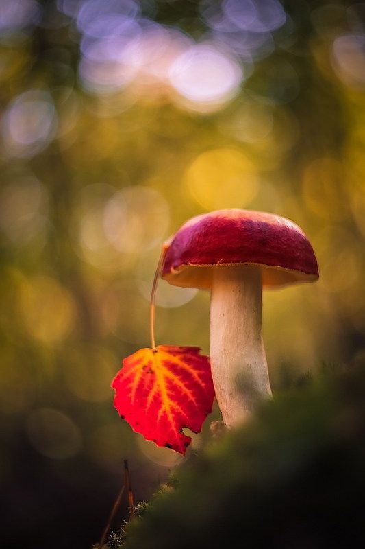 Осень,а может станцуем...photo preview