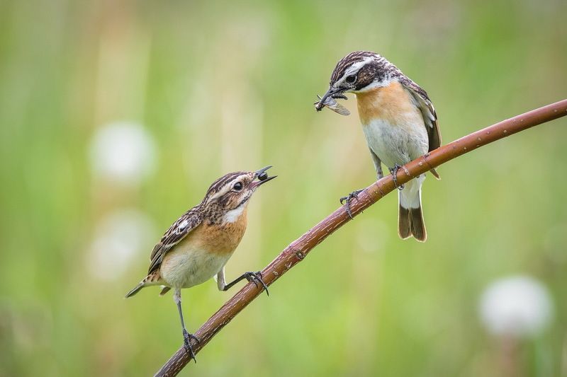 Покажи,что у тебяphoto preview