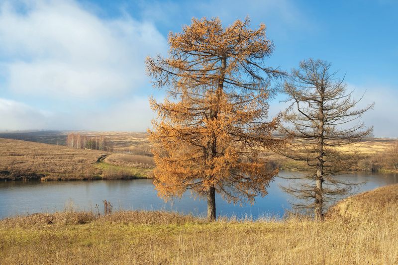 осень, ноябрь, сосны, поле, тульские, просторы, 5d Солнечный ноябрьский день фото превью