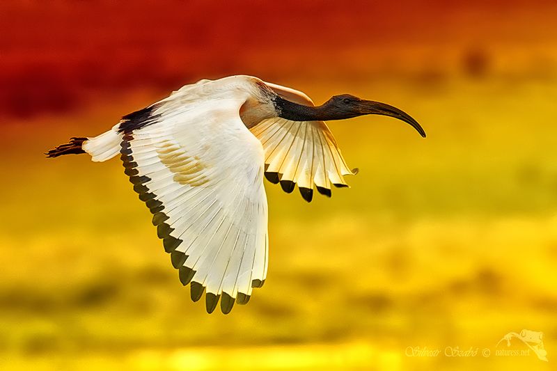 ibis, kenya ibisphoto preview