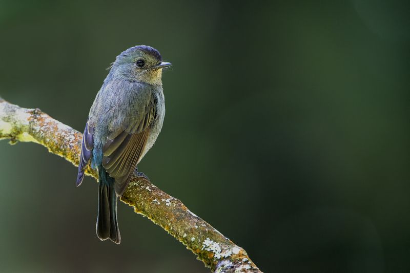 birds, India, flycatcher Nilgiri Flycatcherphoto preview
