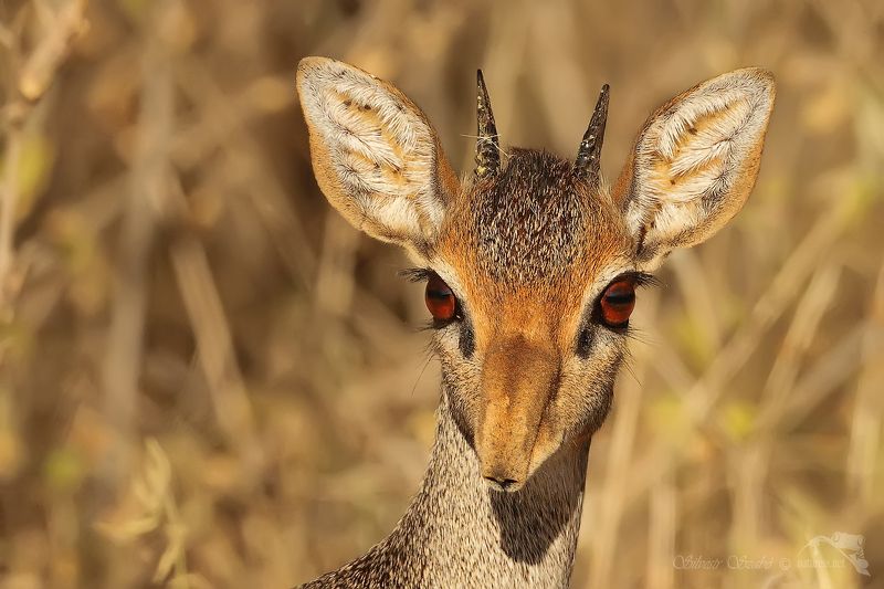 dik dik dik dikphoto preview
