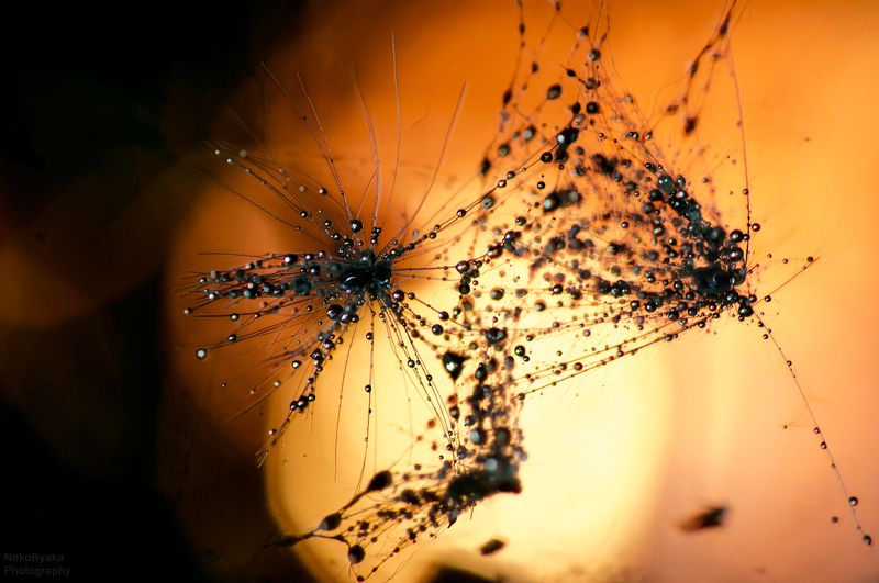 макро, капли, природа, закат, \