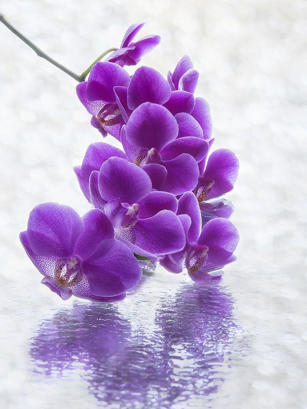 фото цветов, художественное фото, орхидея фаленопсис Ветка цветущей орхидеиphoto preview