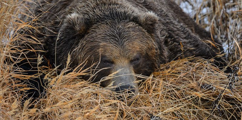 бурый медведь,камчатка, сергей иванов, южно-камчатский заказник То ли в берлогу идти, то ли ещё полежать ?photo preview