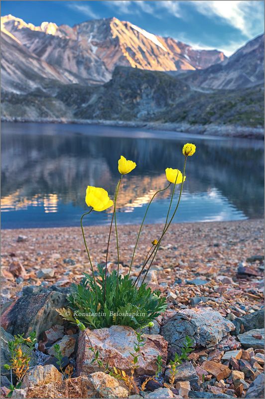 маки, озеро, алтай Маки у горного озераphoto preview