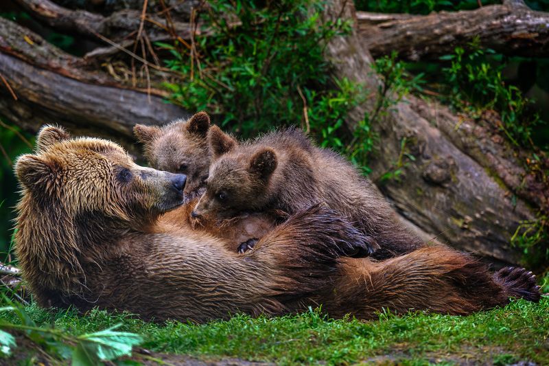 бурый медведь,камчатка, сергей иванов, южно-камчатский заказник Камчатская мадоннаphoto preview