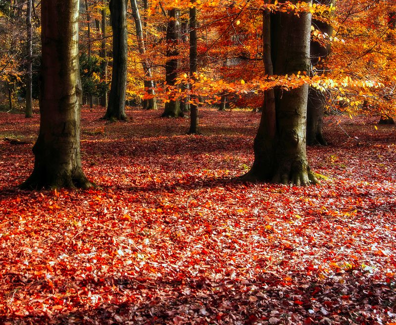 Роняет лес багряный свой уборphoto preview