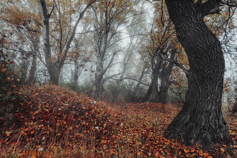 кубань, ноябрь, кубанские туманы, таманский полуостров, темрюк Где то на берегу Кубани...#2photo preview