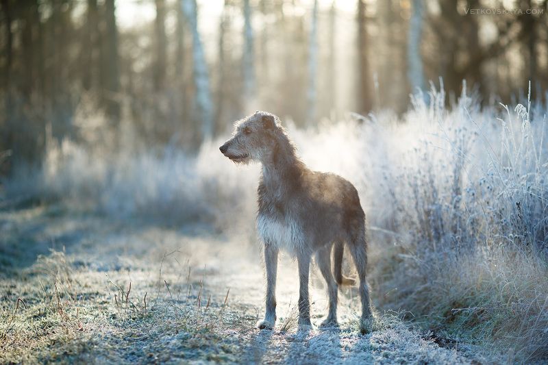 собака, ирландский волкодав, рассвет, иней, мороз, борзая Утро мечтыphoto preview