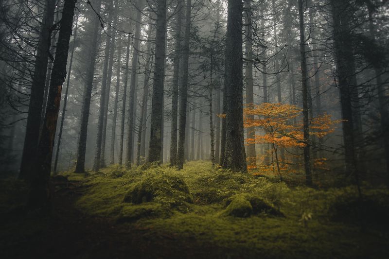 forest, nature, mist, fog, trees, alps, national park, france, tolkien, lord of the rings, onodrim, pagan, soul Tout ce qui est Or ne Brille pas, Tout ceux qui Errent ne sont pas Perdusphoto preview