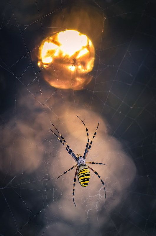 Колдунphoto preview