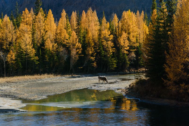 Золотая осень в Горном Алтаеphoto preview