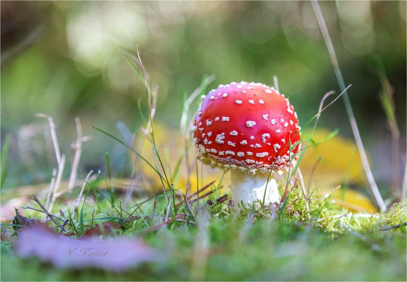 Малыш Тюрингского леса)  Baby aus dem Thüringer Wald. фото превью
