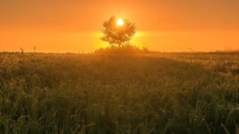 рассвет, солнце, дерево, поле, лето, роса, трава Дерево солнцаphoto preview