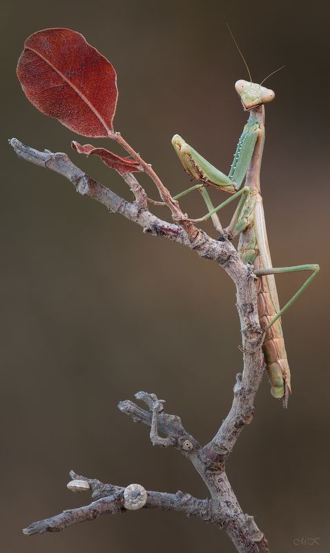 осень, богомол,mantodea Вот и осень...photo preview